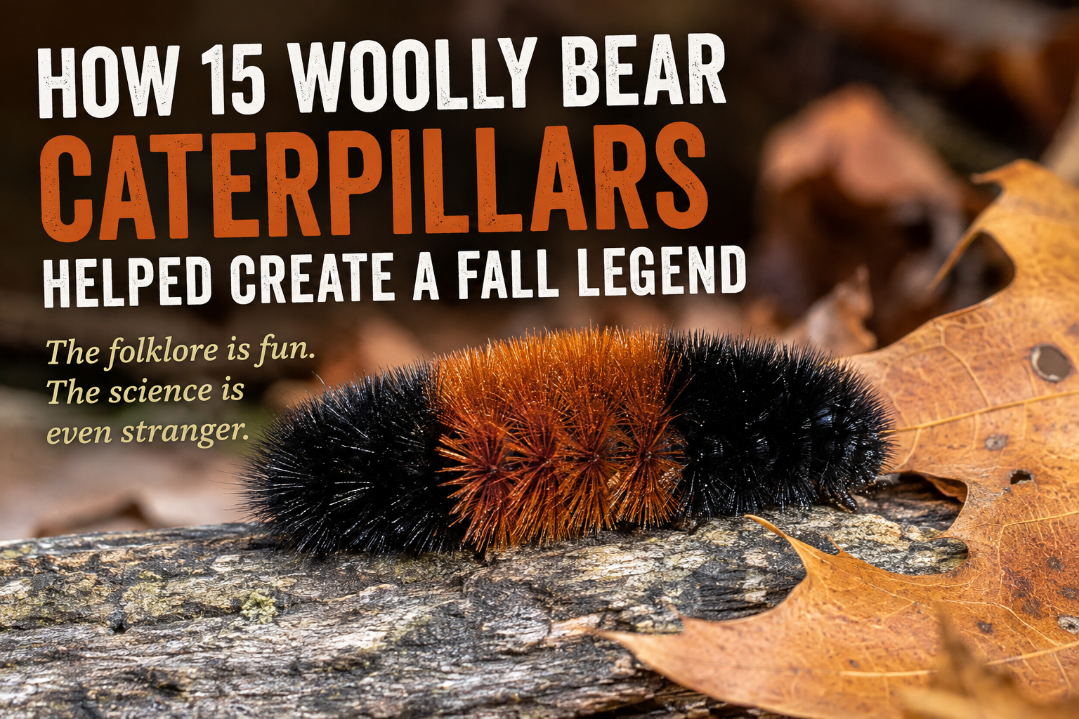 Close-up of a black and rust-colored woolly bear caterpillar crawling across bark among fallen autumn leaves.